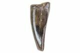 Juvenile Tyrannosaur Premax Tooth - Montana #72534-1